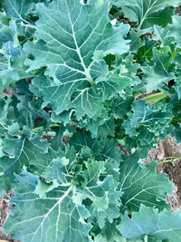 Siberian – Kale Seed