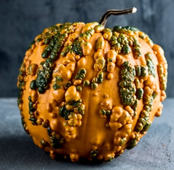 Knuckle Head – Pumpkin Seed