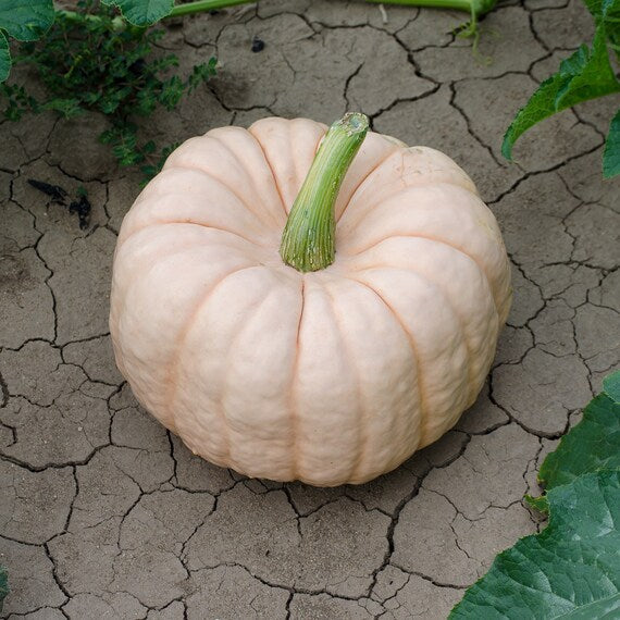 Pink Pumpkin Porcelain Vegetable Seeds for Planting – Heirloom, Non-GMO, Organic Seeds