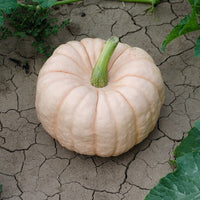 Pink Pumpkin Porcelain Vegetable Seeds for Planting – Heirloom, Non-GMO, Organic Seeds