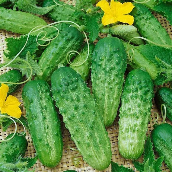 Northern Pickling – Organic Cucumber Seed