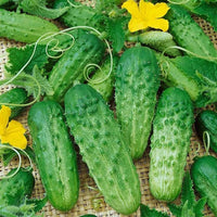 Northern Pickling – Organic Cucumber Seed