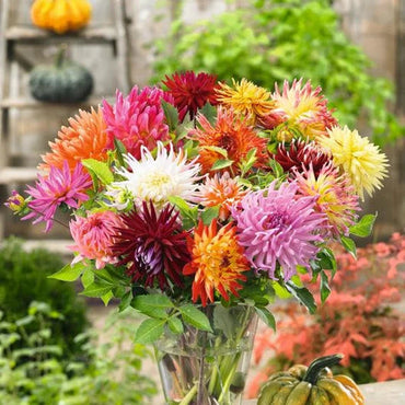 Cactus Dahlias Mixed Flower Seeds for Planting -heirloom and Non-GMO garden seeds