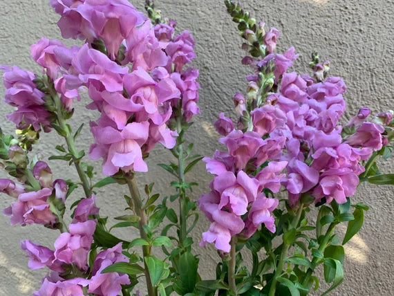 Potomac Lavender Snapdragon Seed