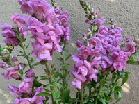 Potomac Lavender Snapdragon Seed