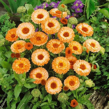 Calendula- Pink Surprise