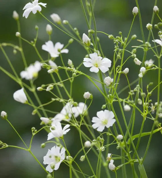 Covent Garden Market – Gypsophila Seed