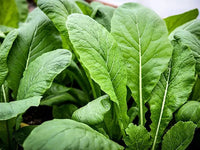 Mustard Greens- Tender Green