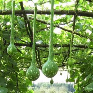 Dipper Bottle Gourd Seeds for Planting – Non-GMO, Heirloom Quality