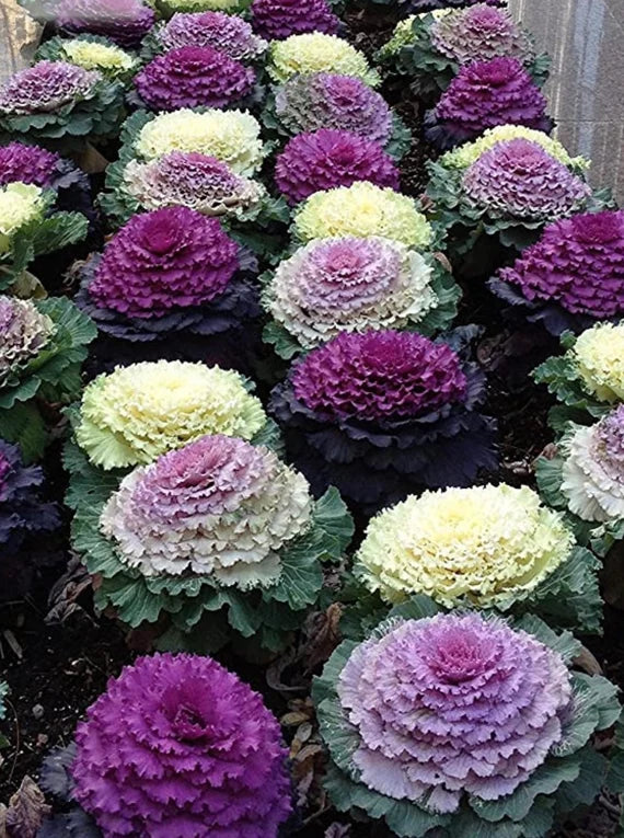 Ornamental Kale- Fringed Mix