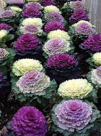 Ornamental Kale- Fringed Mix