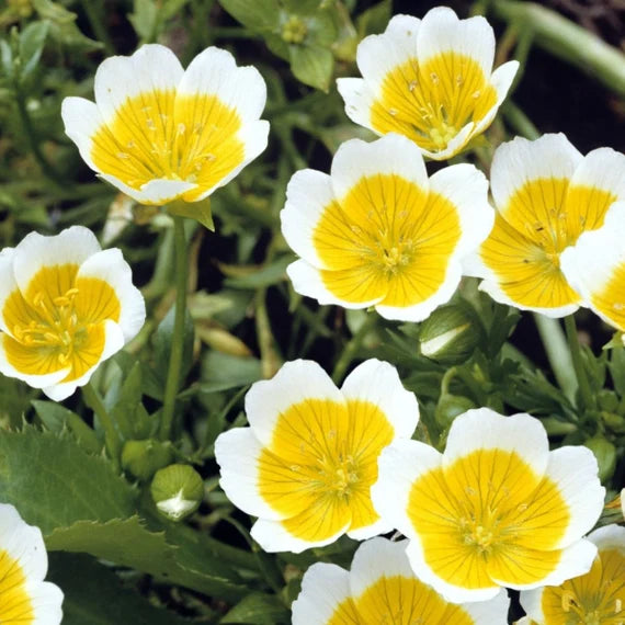 Poached Egg Plant