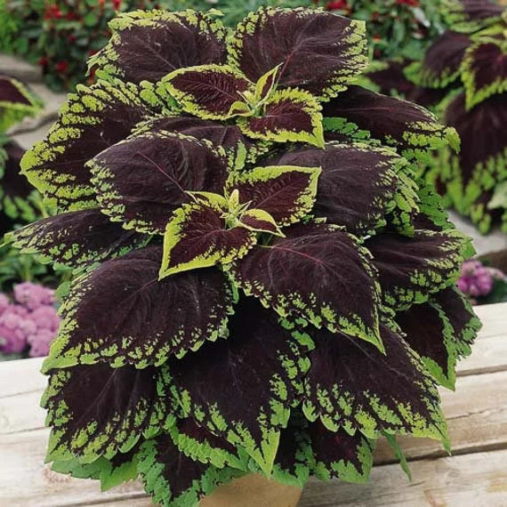 Heirloom Coleus kong scarlet Flower Seeds for Planting - Beautiful Blooms, Heirloom seeds
