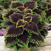 Heirloom Coleus kong scarlet Flower Seeds for Planting - Beautiful Blooms, Heirloom seeds