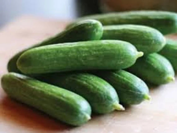 Heirloom Cucumber School Baby F1 Seeds or Cucumis sativus, Organic Vegetable Seeds for Planting