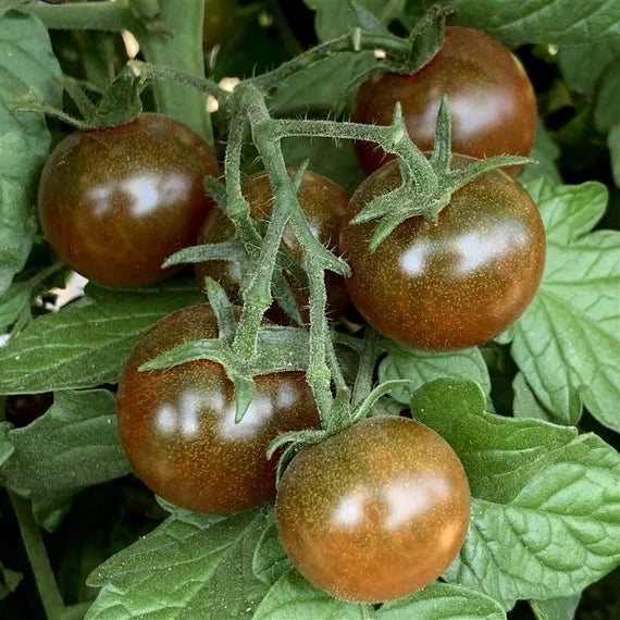 Tomato- Brown Berry