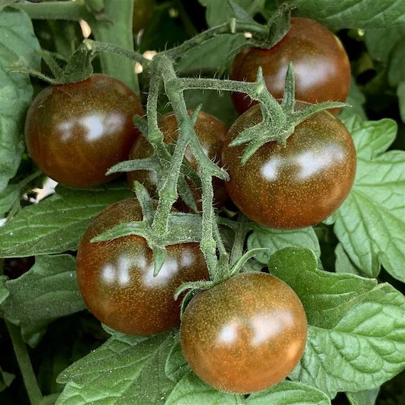Chocolate Sprinkles Hybrid Grape Tomato Seeds for Planting – Sweet, Non-GMO, Heirloom