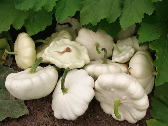 Squash Patisson White Vegetable Seeds for Planting – Non-GMO, Heirloom Garden Seeds for Your Garden