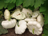 Squash Patisson White Vegetable Seeds for Planting – Non-GMO, Heirloom Garden Seeds for Your Garden