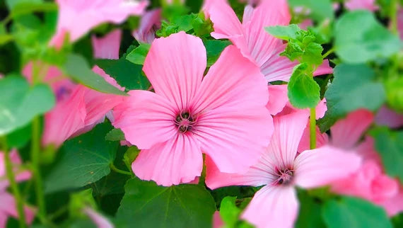 Rose Mallow- Silver Cup