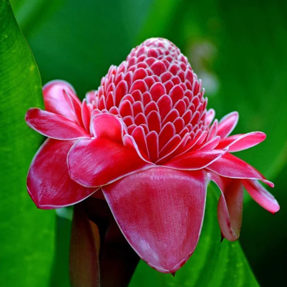 Red-Green Torch Ginger Plant Seeds - Exotic Torch Ginger for Stunning, Tropical Flowers 100 pcs