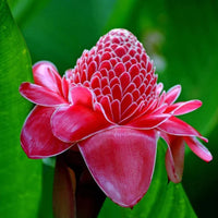 Red-green torch ginger plant seeds
