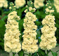 Matthiola Incana Seeds for Planting – Organic, Heirloom, Non-GMO Flower Seeds