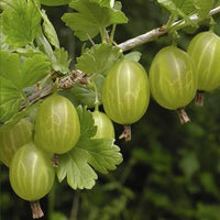 European Gooseberry Ribes uva-crispa seeds for planting in home garden