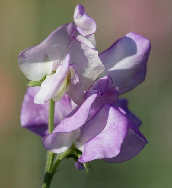 Sweetpea- Lilac Ripple