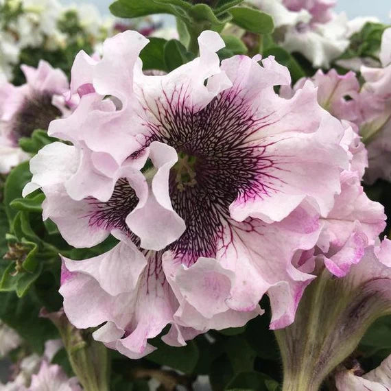 Petunia- Superbissima Alba