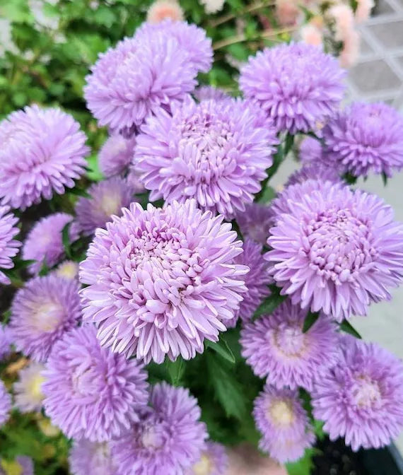 Lady Coral Lavender – China Aster Seed