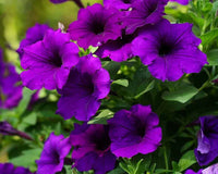 Petunia- Alderman (Violet)