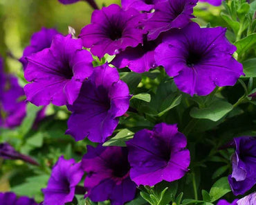 Petunia- Alderman (Violet)
