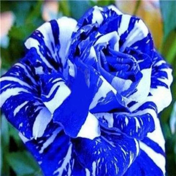 Tiger Stripe Blue Rose Seeds for Planting – Heirloom, Non-GMO Flower Seeds for Gardens - Stripe for planting in home garden