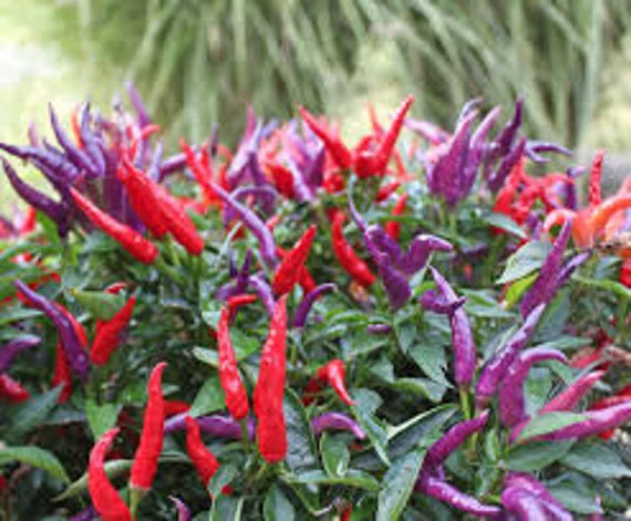 Sangria Hybrid Ornamental Pepper Seeds
