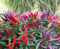 Sangria Hybrid Ornamental Pepper Seeds
