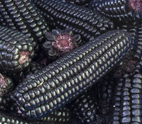 Montana Morado Maize – Organic Corn Seed