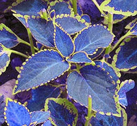Heirloom Non-GMO Coleus Blumei Flower Seeds – Colorful Foliage Flower Seeds for Planting