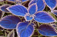 Heirloom Non-GMO Coleus Blumei Flower Seeds – Colorful Foliage Flower Seeds for Planting