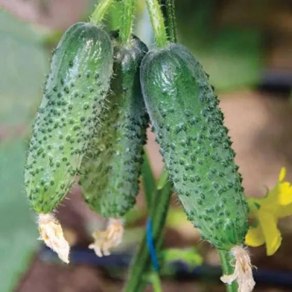 Cucumber Seeds Arctic F1 parthenocarpic Vegetable Seeds for Planting - Heirloom & Non-GMO Garden Seeds