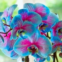 Rare Blue & Pink Phalaenopsis Orchid Flower Seeds – Non-GMO Heirloom for Planting