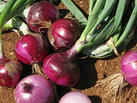 Onion- Amposta Purple