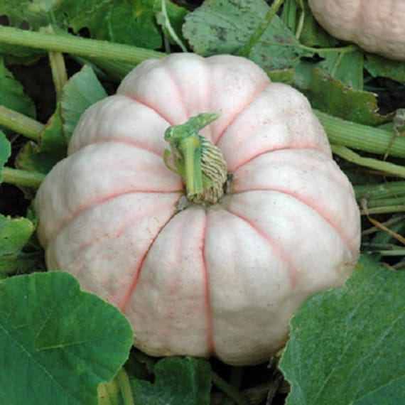 Pink Pumpkin Porcelain Vegetable Seeds for Planting – Heirloom, Non-GMO, Organic Seeds