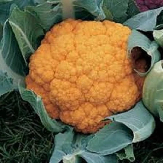 Cheddar – Orange Cauliflower Seeds