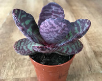 Organic Heirloom Non-GMO Purple Humilis Seeds for Planting – Fresh Vibrant Blooms