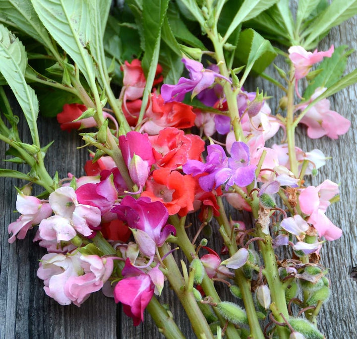Heirloom Non-GMO Mixed Balsam Flower Seeds – Bright, Colorful Blooms for Garden Planting