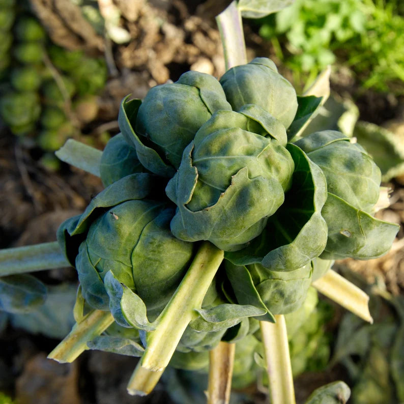 Diablo – Brussels Sprout Seed