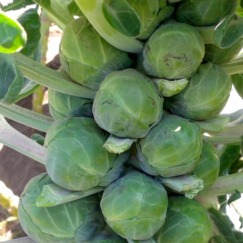 Diablo – Brussels Sprout Seed