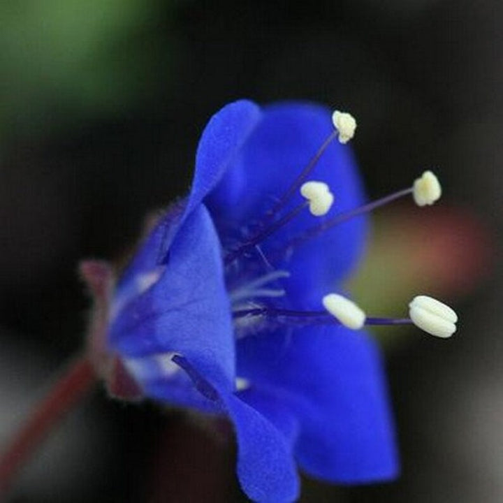 Organic Heirloom Non-GMO Bluebells Flower Seeds for Planting – Spring Blooming Bulbs