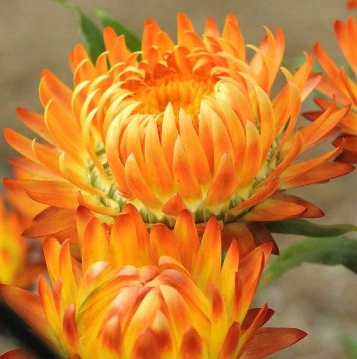 Organic Orange Double Strawflower Seeds for Planting – Heirloom, Non-GMO
